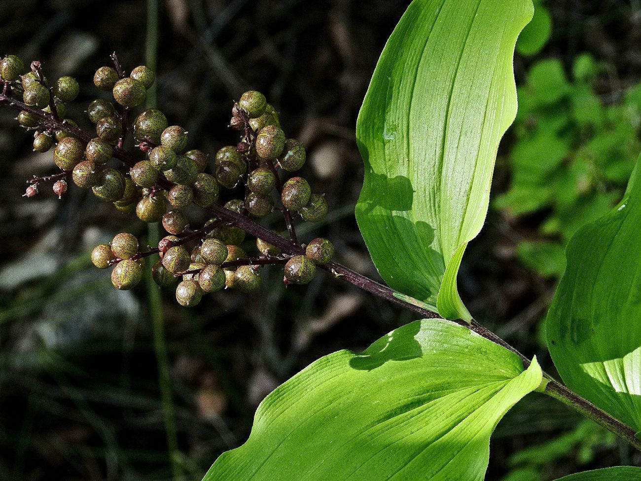 image10